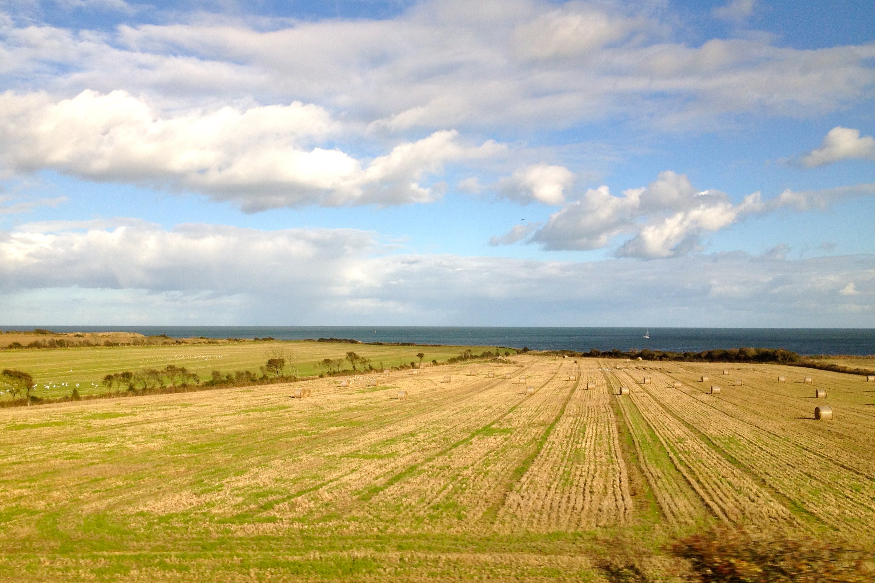 Irlanda campo