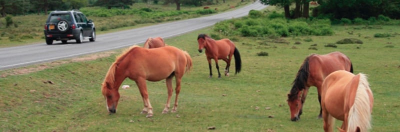 Pony camp