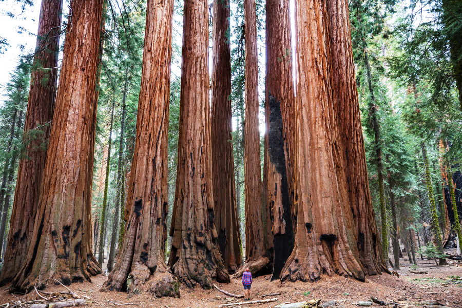 Sequoias