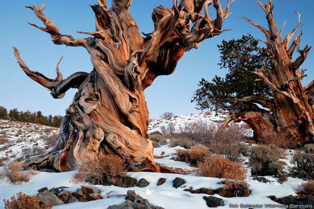 arbol-mas-antiguo-del-mundo-california