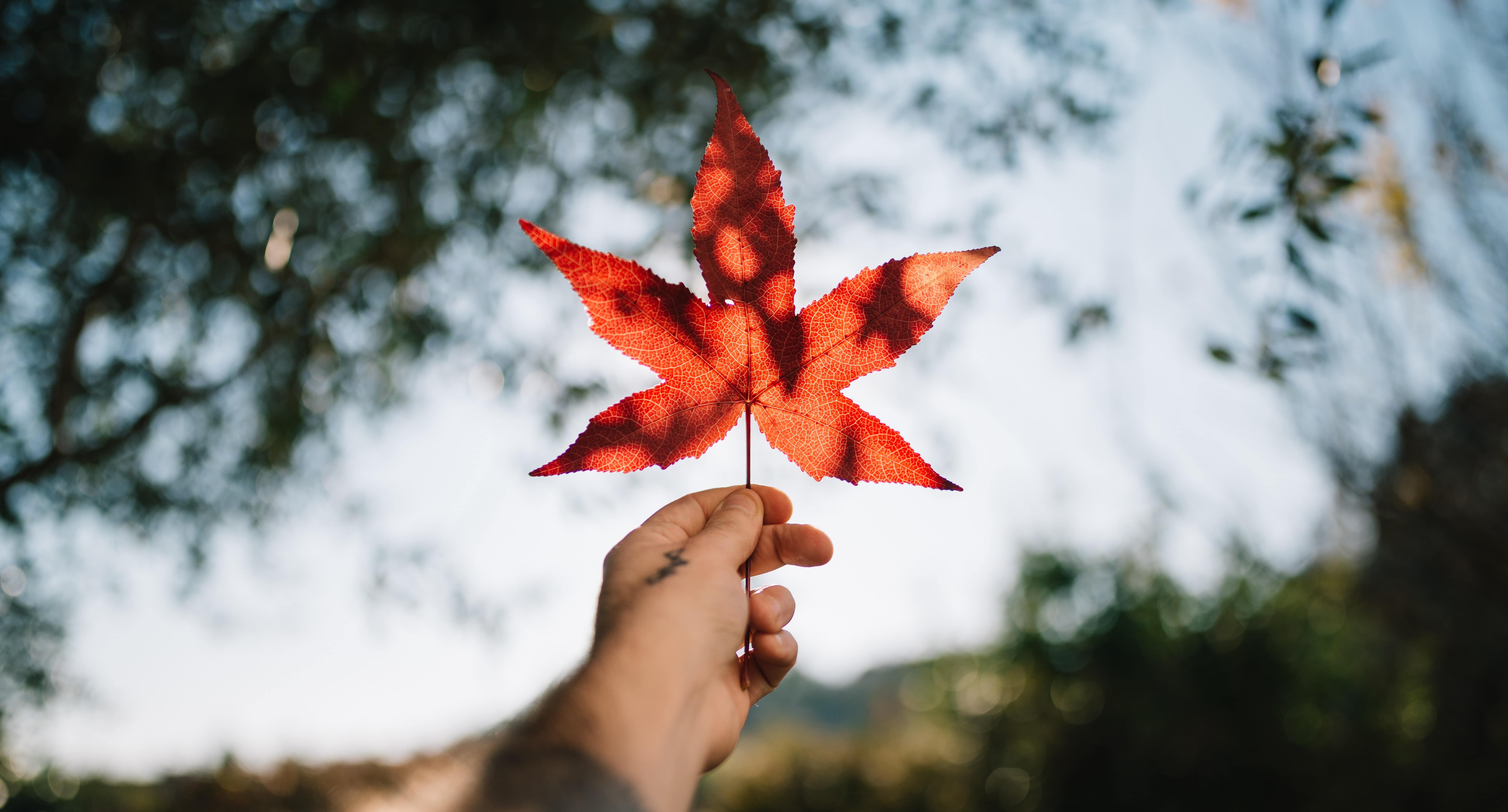 visado de estudiante en canadá